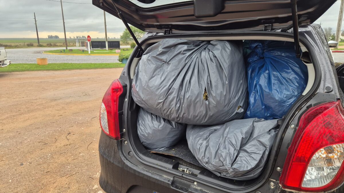 INCAUTAN ALREDEDOR DE 40 KG DE COGOLLOS